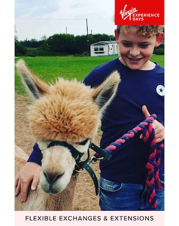 Alpaca Walk and Meet the Animals For Two at Lucky Tails Alpaca Farm E - Voucher