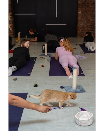 Kitty Yoga Session with Play Time for Two E-Voucher, 3 Locations