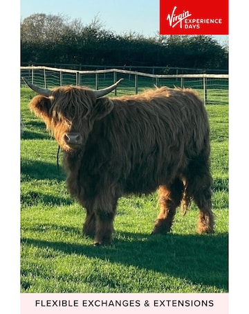 Meet and Greet a Highland Cow E - Voucher