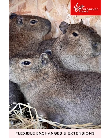 Millets Wildside Capybara Encounter for Two E - Voucher