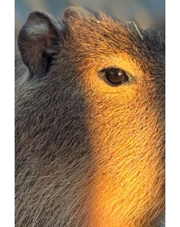 Millets Wildside Capybara Encounter for Two E - Voucher