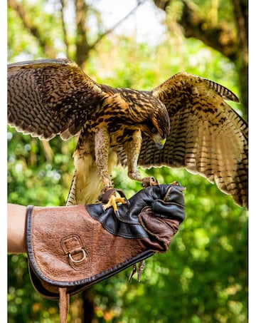 Activity Superstore Animal Encounters & Experiences