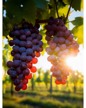 Activity Superstore Vineyard & Distillery Tours & Tastings