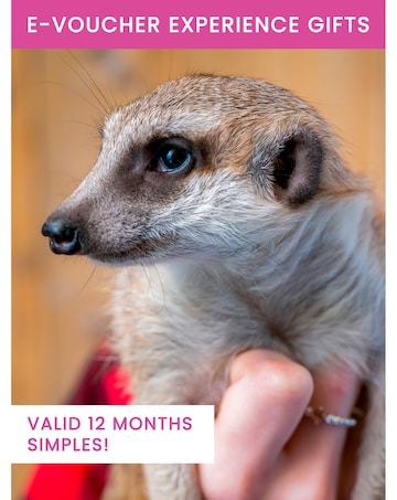 Activity Superstore Meet the Meerkats for Two